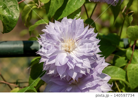 淡い藤色の花弁のクレマチス、ベル・オブ・ウォーキング 淡い藤色の花弁のクレマチス、ベル・オブ・ウォーキング 140597734