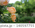 バラの花、 140597755