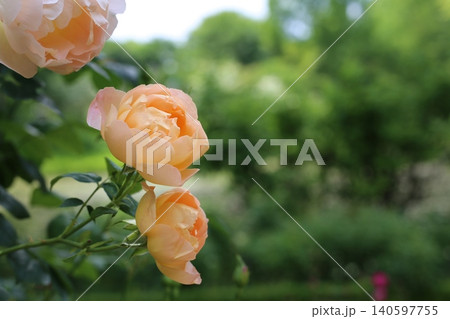 バラの花、 140597755