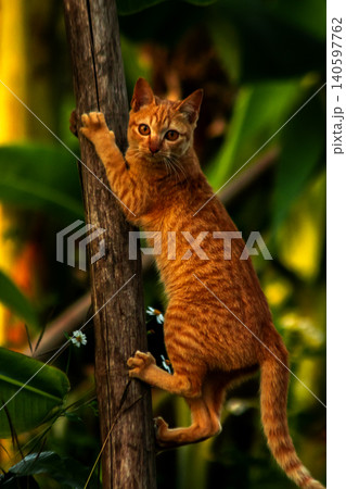 An orange cat skillfully climbing a tree. An orange cat skillfully climbing a tree. 140597762