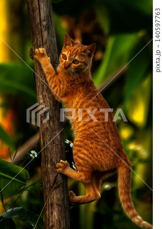 An orange cat skillfully climbing a tree. An orange cat skillfully climbing a tree. 140597763
