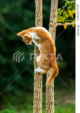 An orange cat skillfully climbing a tree. 140597797