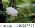 薔薇 140597798
