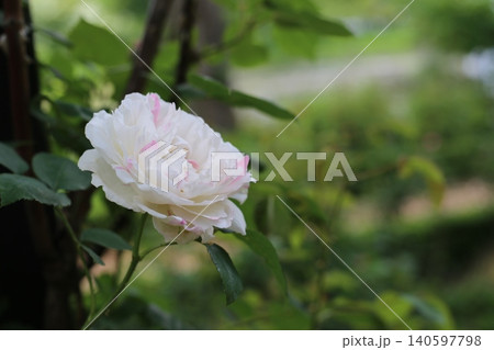 薔薇 140597798