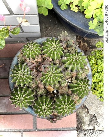 鉢に植えられた多肉植物 140597800