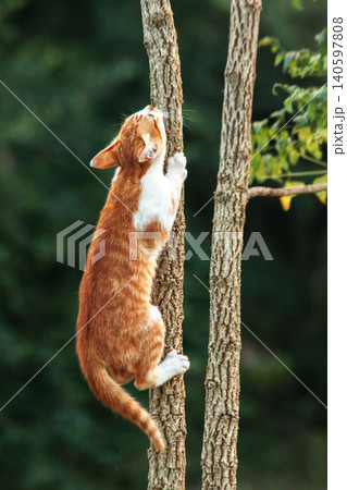 An orange cat skillfully climbing a tree. 140597808