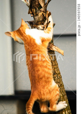 An orange cat skillfully climbing a tree. An orange cat skillfully climbing a tree. 140597858