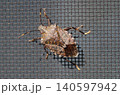 クサギカメムシ 140597942