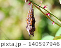 ルリタテハ　蛹 1 140597946