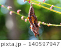 ルリタテハ　蛹 2 140597947