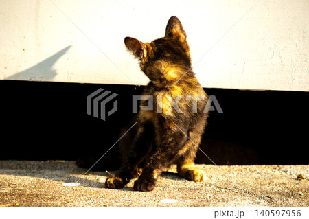 A tortoiseshell cat is looking at something. 140597956