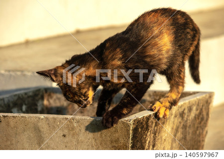 A tortoiseshell cat is looking at something. 140597967