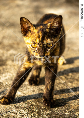 Tortie is standing and watching on the ground. Tortie is standing and watching on the ground. 140598018