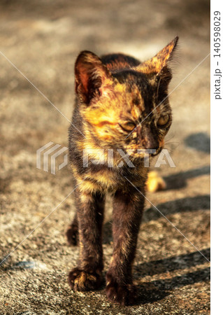 Tortie is standing and watching on the ground. Tortie is standing and watching on the ground. 140598029