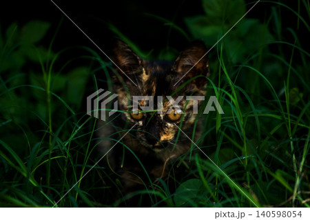 Orange and Black Tabby are in the lawn. 140598054