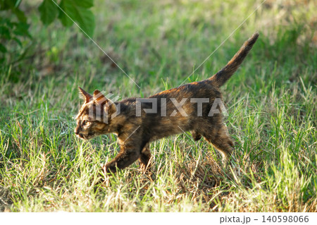Orange and Black Tabby are in the lawn. Orange and Black Tabby are in the lawn. 140598066