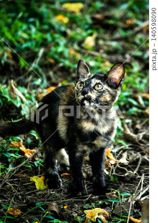 Orange and Black Tabby are in the lawn. Orange and Black Tabby are in the lawn. 140598090