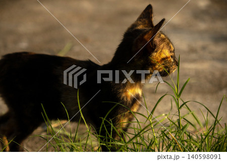 Orange and Black Tabby are in the lawn. Orange and Black Tabby are in the lawn. 140598091