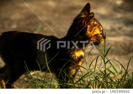 Orange and Black Tabby are in the lawn. Orange and Black Tabby are in the lawn. 140598092
