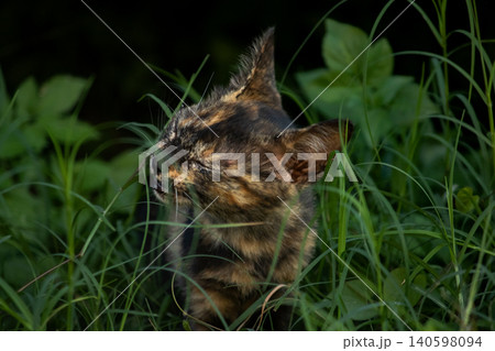 Orange and Black Tabby are in the lawn. Orange and Black Tabby are in the lawn. 140598094