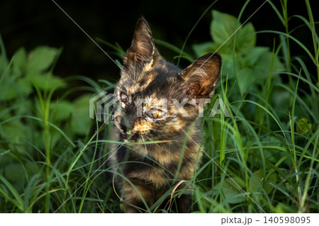 Orange and Black Tabby are in the lawn. Orange and Black Tabby are in the lawn. 140598095