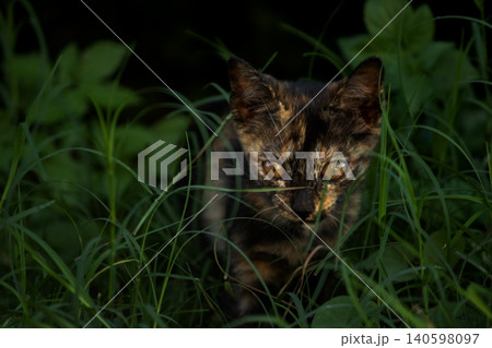 Orange and Black Tabby are in the lawn. 140598097