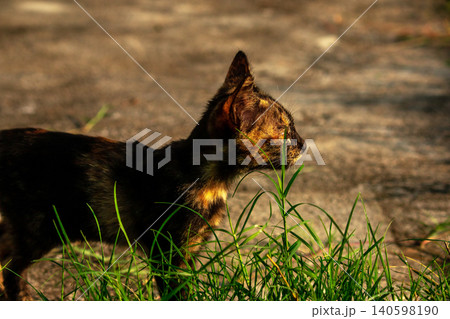 Orange and Black Tabby are in the lawn. 140598190