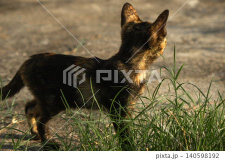 Orange and Black Tabby are in the lawn. Orange and Black Tabby are in the lawn. 140598192