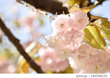 淡いピンクの八重桜 淡いピンクの八重桜 140598220