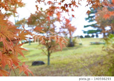 紅葉したモミジ 紅葉したモミジ 140598293