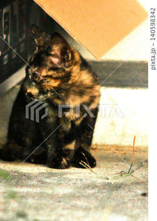 Orange and Black Tabby sat watching from the ground. 140598342