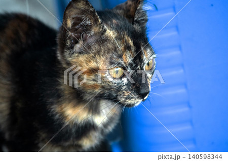 Orange and Black Tabby sat watching from the ground. 140598344