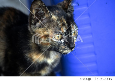 Orange and Black Tabby sat watching from the ground. 140598345