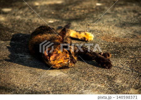 Orange and Black Tabby lying on the floor. Orange and Black Tabby lying on the floor. 140598371