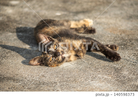 Orange and Black Tabby lying on the floor. Orange and Black Tabby lying on the floor. 140598373