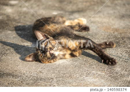Orange and Black Tabby lying on the floor. Orange and Black Tabby lying on the floor. 140598374
