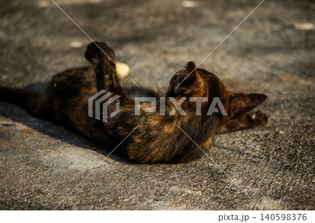 Orange and Black Tabby lying on the floor. Orange and Black Tabby lying on the floor. 140598376