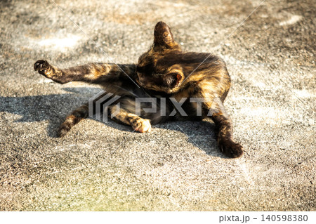 Orange and Black Tabby lying on the floor. Orange and Black Tabby lying on the floor. 140598380