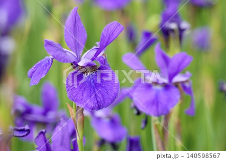 紫色の花を咲かせたアヤメの花 紫色の花を咲かせたアヤメの花 140598567