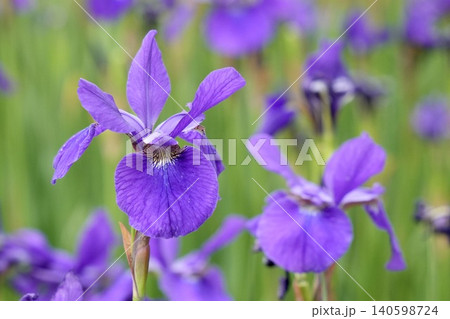 鮮やかな紫色のアヤメの花 140598724