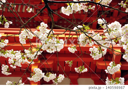 上賀茂神社　楼門と桜 140598987
