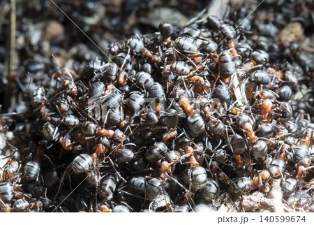 big forest ants in a native habitat big forest ants in a native habitat 140599674