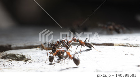 big forest ants in a native habitat 140599683