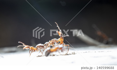 big forest ants in a native habitat big forest ants in a native habitat 140599688