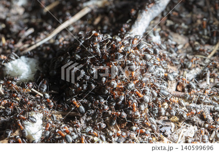 big forest ants in a native habitat big forest ants in a native habitat 140599696