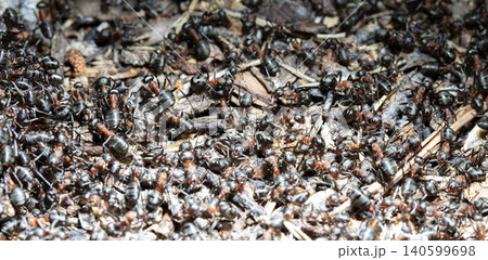 big forest ants in a native habitat big forest ants in a native habitat 140599698