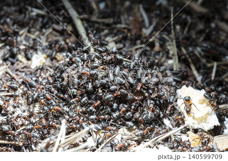 big forest ants in a native habitat 140599709