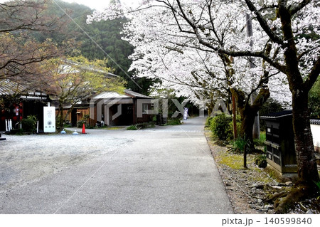 福岡県朝倉市 秋月杉の馬場(秋月城跡)の満開桜と林檎堂 福岡県朝倉市 秋月杉の馬場(秋月城跡)の満開桜と林檎堂 140599840