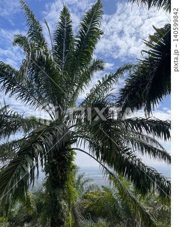 Tall Oil Palm Tree Under Bright Blue Sky in Taisho Hill, Malaysia 140599842