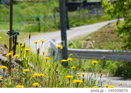 田舎道のたんぽぽ 田舎道のたんぽぽ 140599870